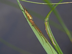 Tetragnatha montana