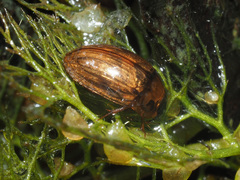Enochrus melanocephalus