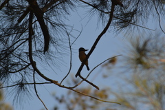 Todiramphus sanctus canacorum