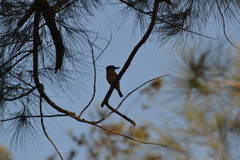 Todiramphus sanctus canacorum