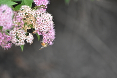 Apis mellifera