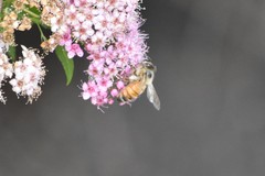 Apis mellifera