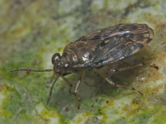 Saldula saltatoria