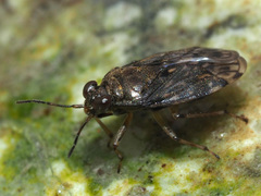 Saldula saltatoria