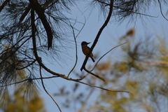 Todiramphus sanctus canacorum