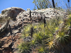 Encholirium spectabile