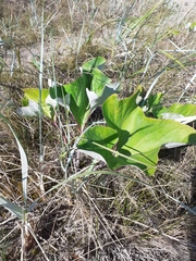 Petasites spurius