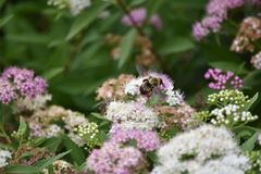 Bombus griseocollis