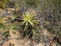 Encholirium spectabile