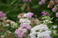Bombus griseocollis