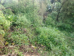 Haloragis erecta erecta