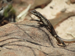Tropidurus semitaeniatus