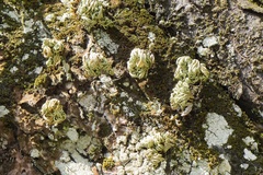 Selaginella tamariscina