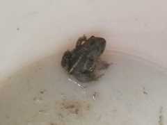 Pelobates vespertinus