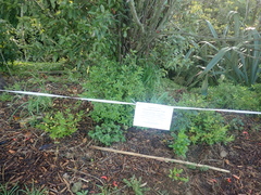 Haloragis erecta erecta