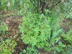 Haloragis erecta erecta