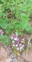 Origanum vulgare