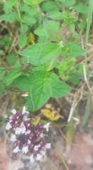 Origanum vulgare