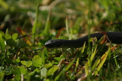 Elapognathus minor