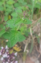 Origanum vulgare