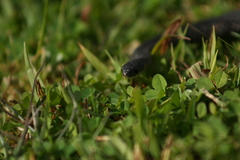 Elapognathus minor