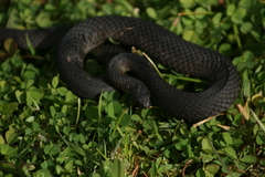 Elapognathus minor