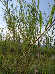Salix microstachya
