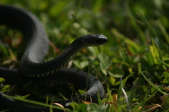 Elapognathus minor