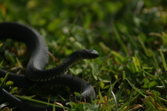 Elapognathus minor