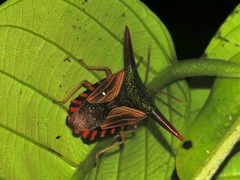Pygoplatys lancifer