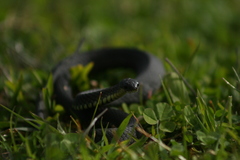 Elapognathus minor