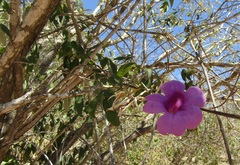 Amphilophium