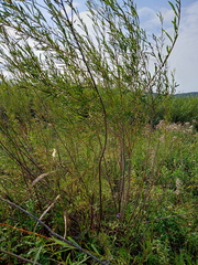 Salix microstachya