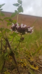 Origanum vulgare