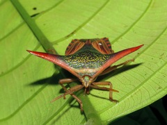 Pygoplatys lancifer