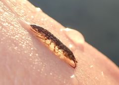 Idotea balthica
