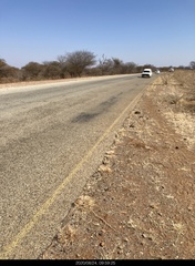 Paracynictis selousi