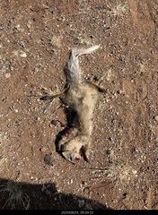 Paracynictis selousi