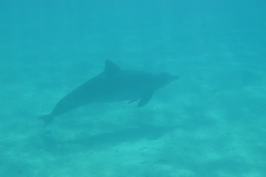 Tursiops aduncus
