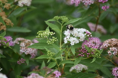 Bombus impatiens