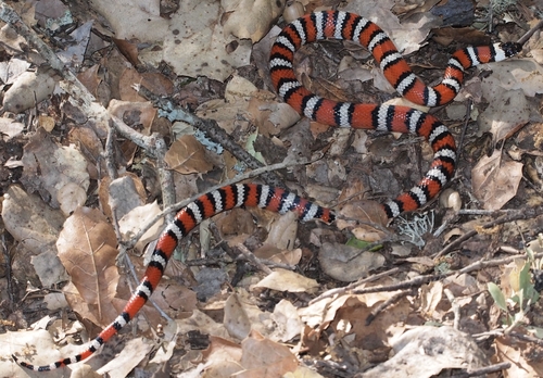 Photo of a California Mountain Kingsnake (Lampropeltis zonata)