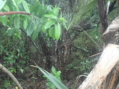 Metrosideros excelsa