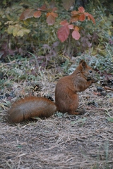 Sciurus vulgaris