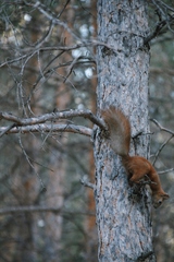 Sciurus vulgaris
