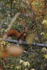 Sciurus vulgaris