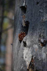 Sciurus vulgaris