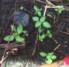 Haloragis erecta erecta