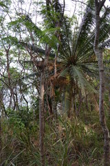 Cycas seemannii