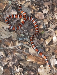 Lampropeltis zonata