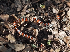 Lampropeltis zonata